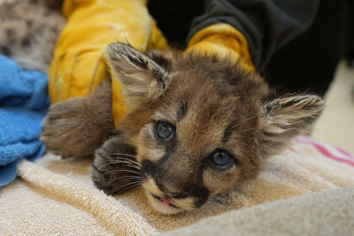 mountain lion cub