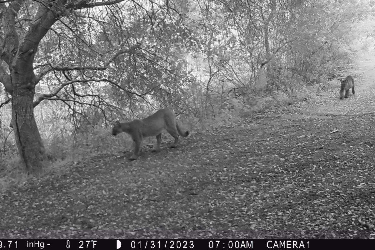 Mountain lion family spotted near Pleasanton Ridge