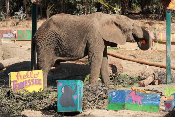 Osh leaves Oakland Zoo for Elephant Sanctuary