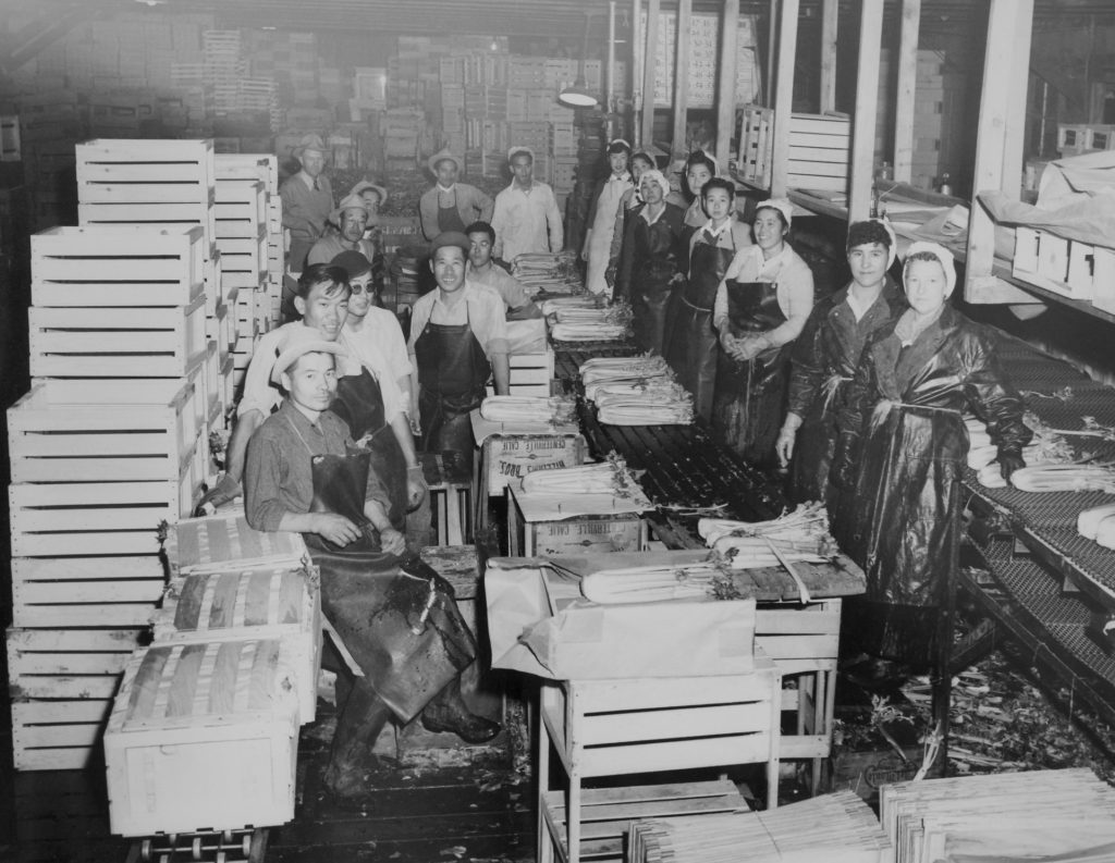 Wendell Burdette Williams had a farming business in Centerville in which he planted, packed and shipped produce. Many Japanese-Americans farmed or worked in the fruit and vegetable industry locally. Pictured is one of the packing houses, where workers are preparing celery for transport.