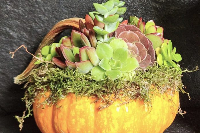 Fall care for succulents