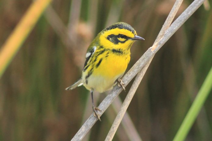 Conference discusses restorative power of native plants in the garden