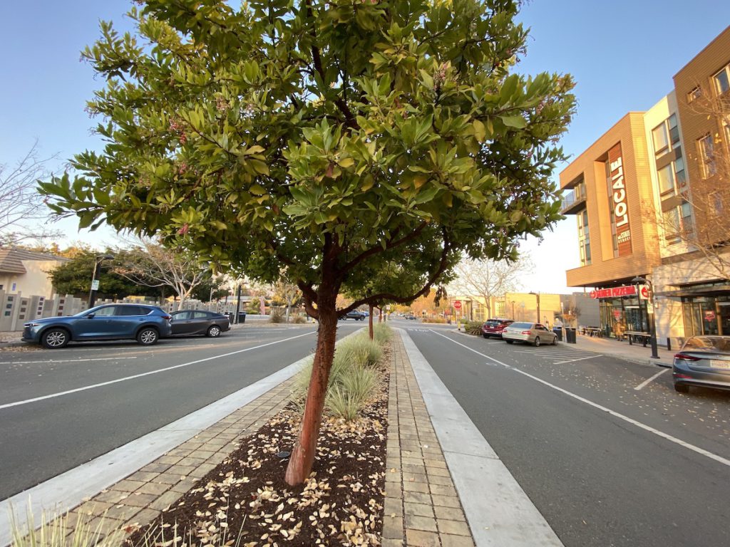 City of Fremont converted Capitol Avenue into a two-lane road with street parking and landscaping down the center. Photo credit: Stephanie Uchida