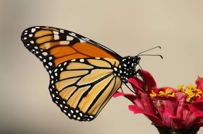 Monarchs listed as threatened