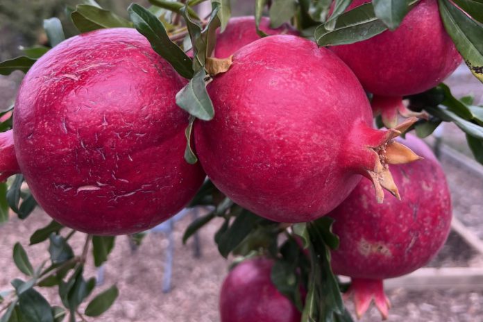 Pomegranate: ornaments on a tree