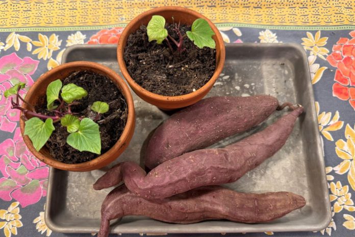 Grow delicious sweet potatoes