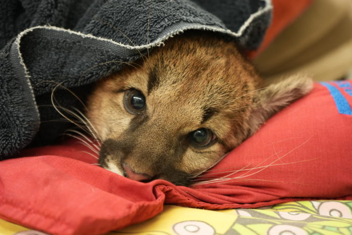 Oakland Zoo rescues three mountain lion cubs