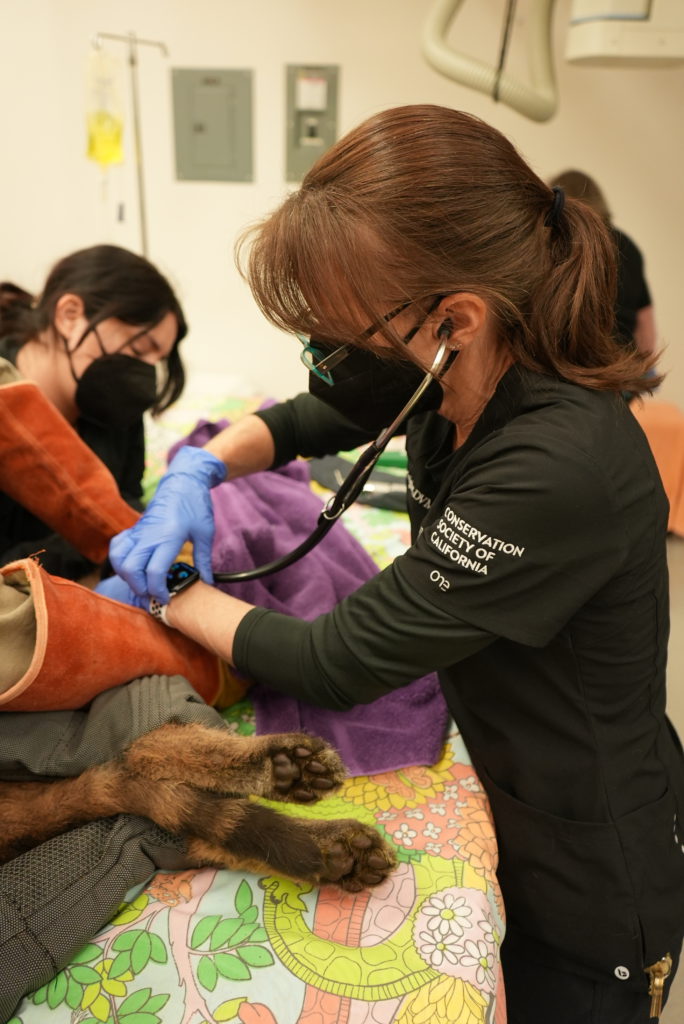 Oakland Zoo’s veterinary staff conducted a thorough examination and did bloodwork for the new arrivals. All photos courtesy of Oakland Zoo