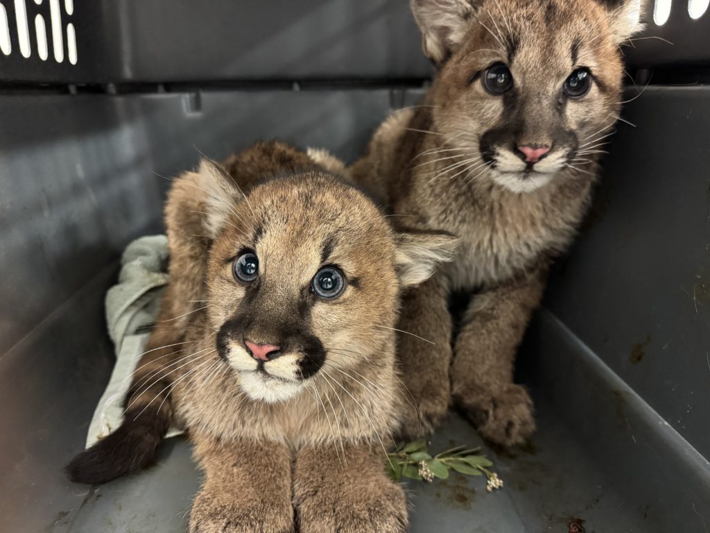 Arriving at the Zoo, the cubs were healthy, but thin. All photos courtesy of Oakland Zoo