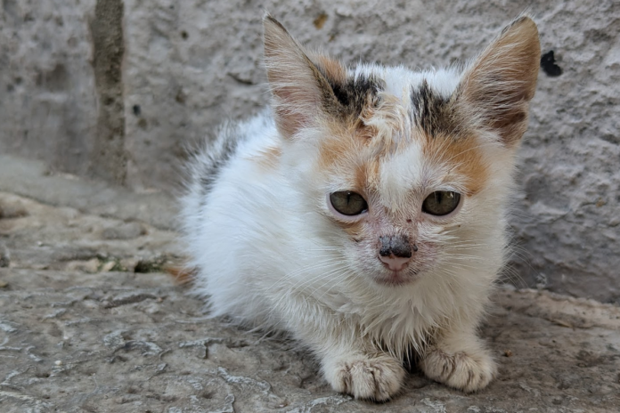 Ohlone Humane Society’s info line saves animal life