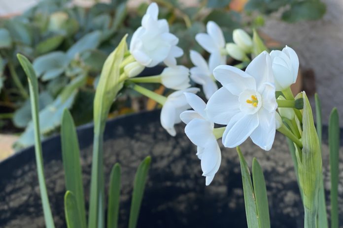 Bulbs light up the garden