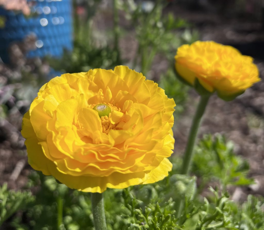 Ranunculus sprout from ‘corms’ that need soaking for a few hours before planting. Photo credit: Madhvika Singh