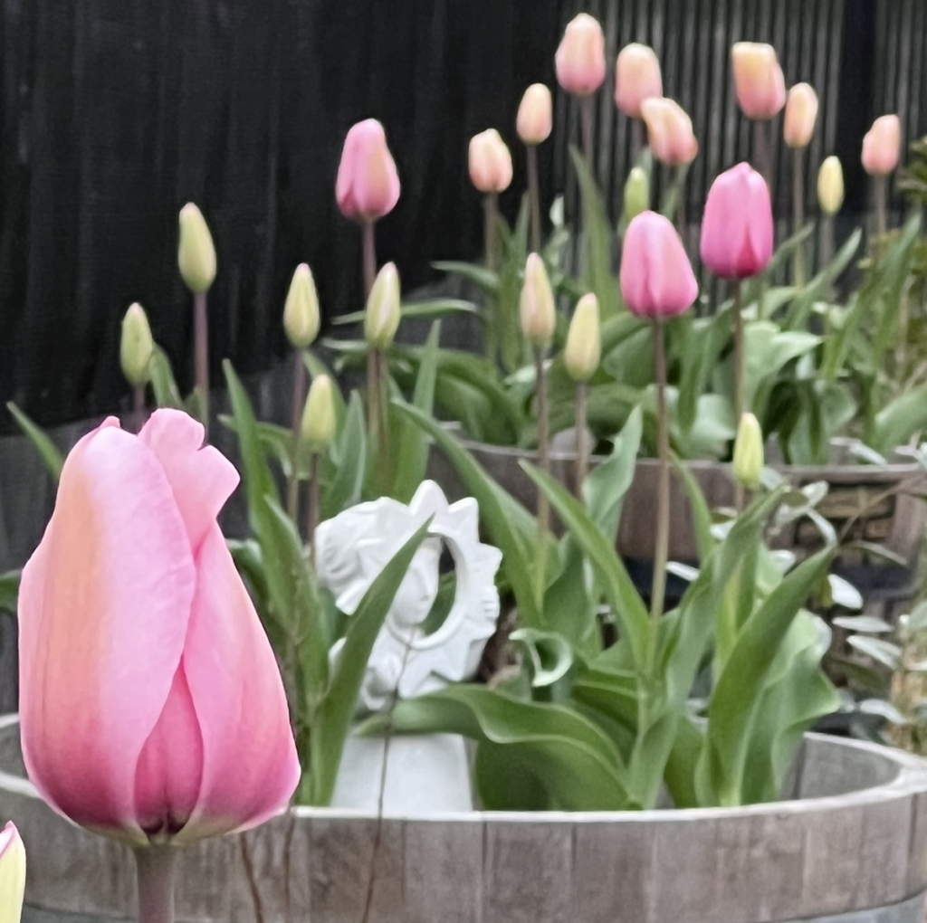 Planting tulips in containers protects them from rodents. Photo credit: Madhvika Singh