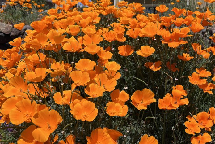 Nurture native California plants