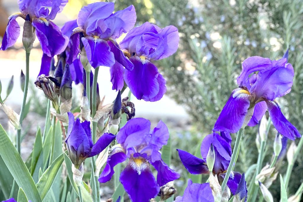 Douglas Irises bloom in early spring and can be found in coastal grasslands. Madhvika Singh