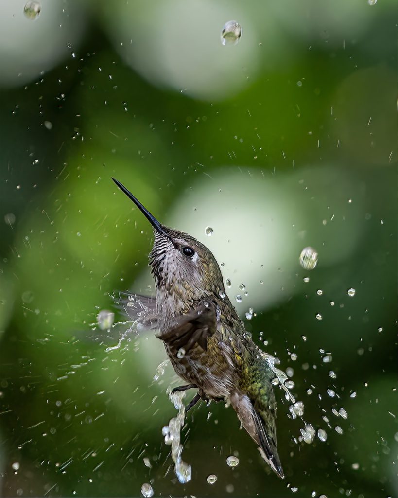 ImageCentral welcomes spring with a photography exhibit. ‘Hummingbird’ by Ronald Hasemeyer, Courtesy of ImageCentral