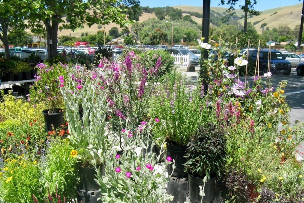 Attendees can pick up plants for their own gardens.