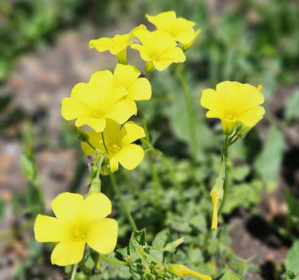Buttercup Oxalis gets a bad rap for being an invasive species, but it also brightens empty lots and the hills along freeways. Daniel O’Donnell