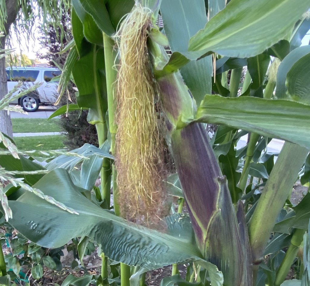 Corn is ready to be picked when the silks turn dry. Madhvika Singh
