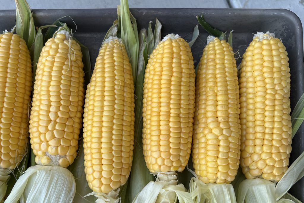 Intricate corn kernels line up like cobblestones. Madhvika Singh
