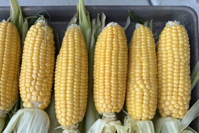 Growing corn in the family garden