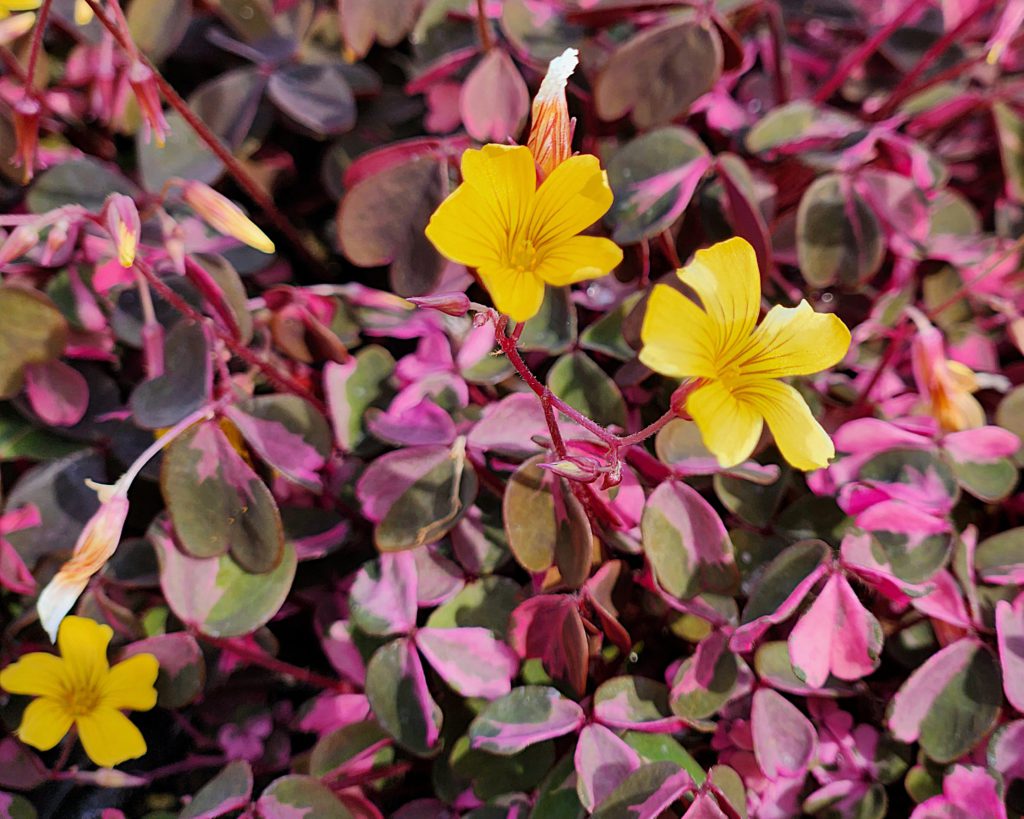 ‘Plum Crazy’ Oxalis has purple-tinted leaves and can bloom all year in moderate weather. Daniel O’Donnell