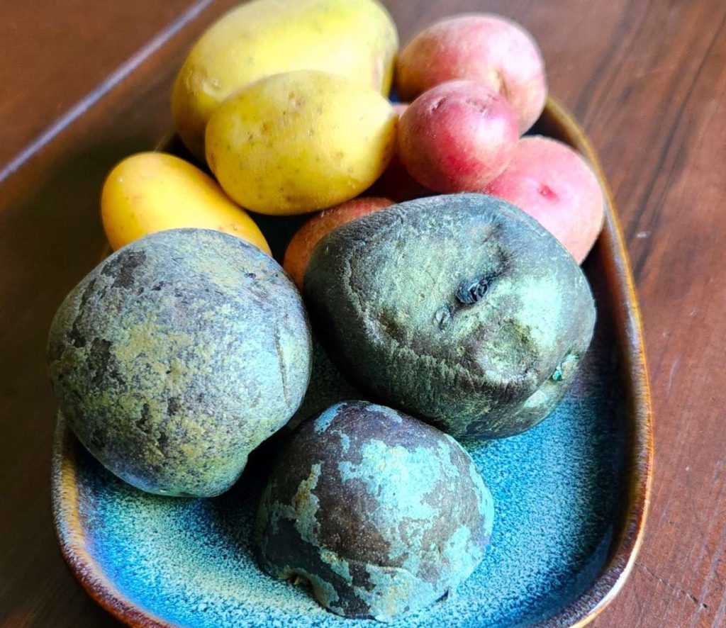 Adirondack Blue potatoes look like asteroids, but they are delicious on the inside. Daniel O’Donnell