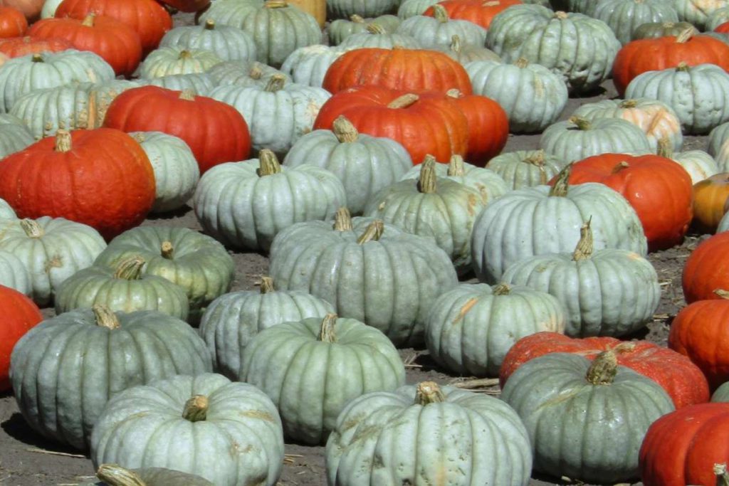 Blue Prince pumpkins are light blue on the outside, with orange flesh on the inside. Daniel O’Donnell