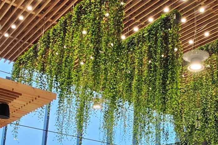 Pothos make perfect interior plants