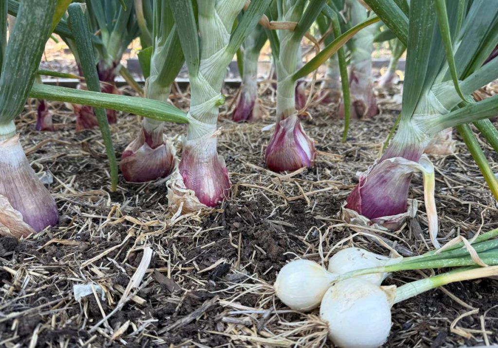 Onions come in red, white and yellow varieties. Madhvika Singh