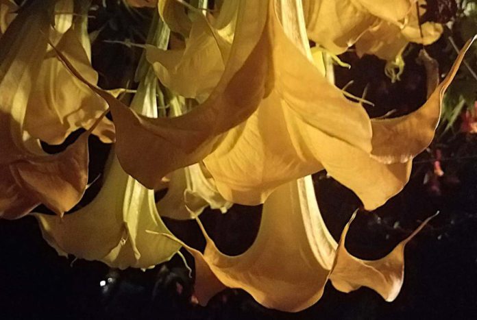 Night flowering plants make for a good night