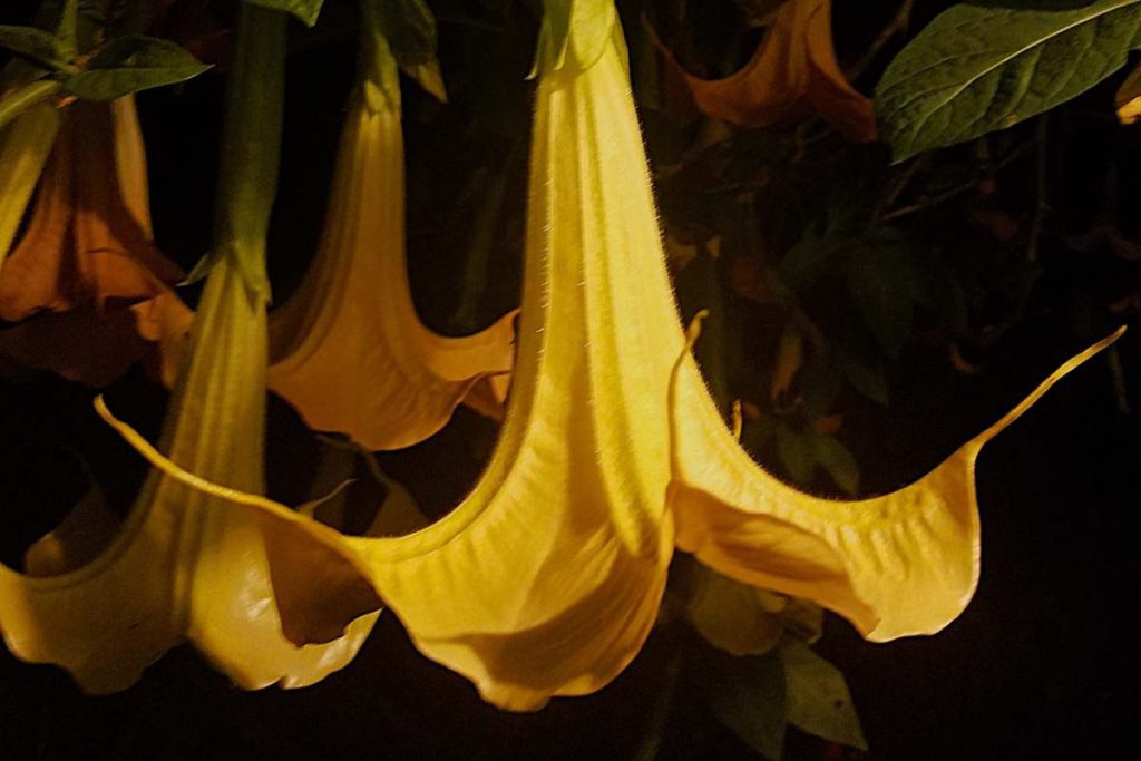 Colorful Angel’s Trumpets attract hummingbirds during the day. Daniel O’Donnell