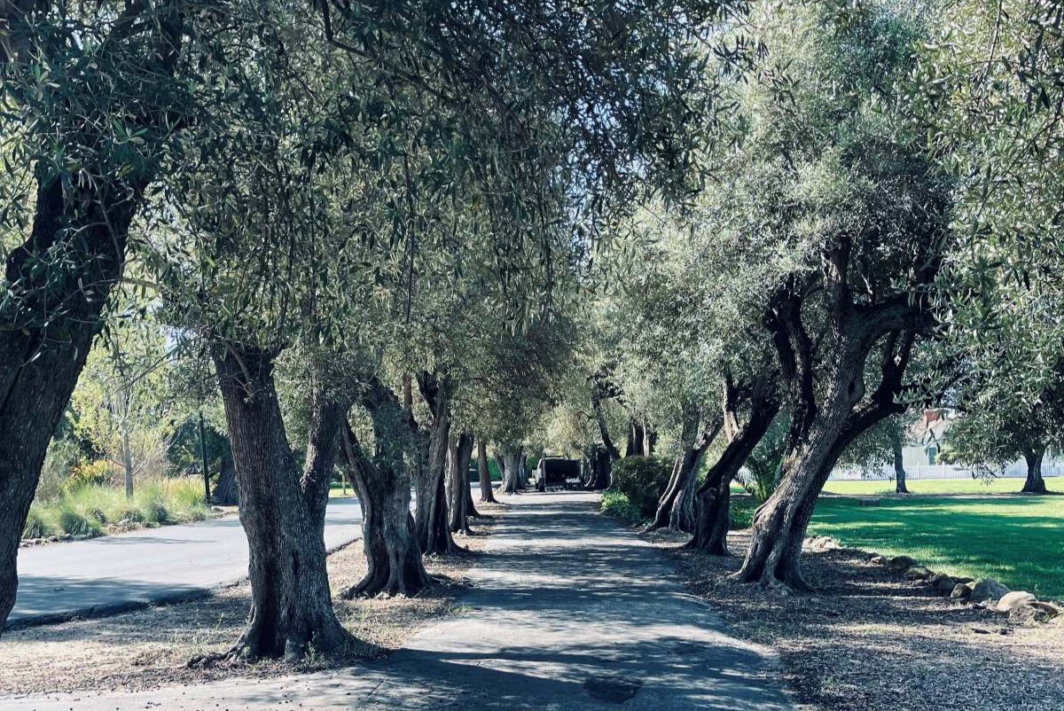 Dominican Sisters celebrate 25 years with Sciabica Olive Oil
