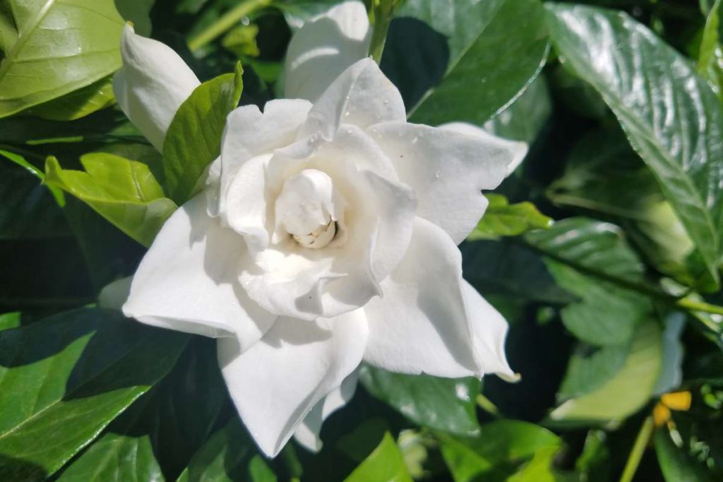 Gardenias have a tropical look and are most aromatic at night. Daniel O’Donnell