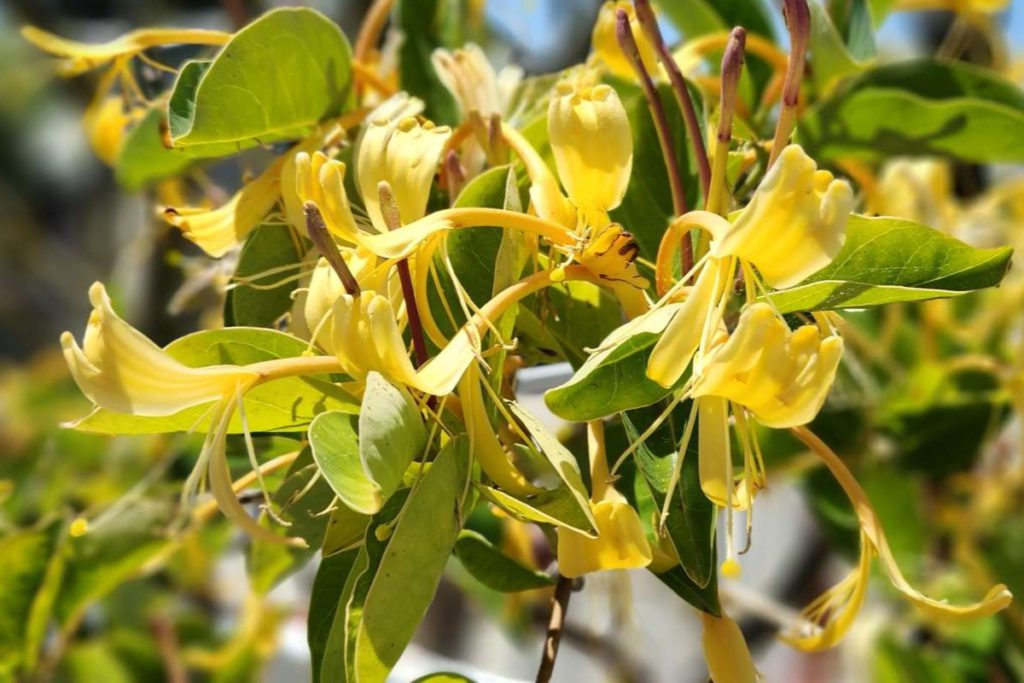 Honeysuckle vines are most attractive to moths at night, and during the day their syrupy nectar attracts birds and bees. Daniel O’Donnell