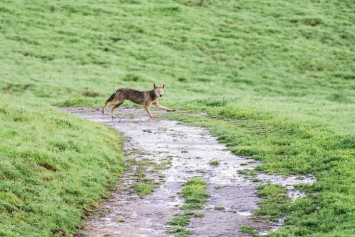 Spring and summer are coyote pup season
