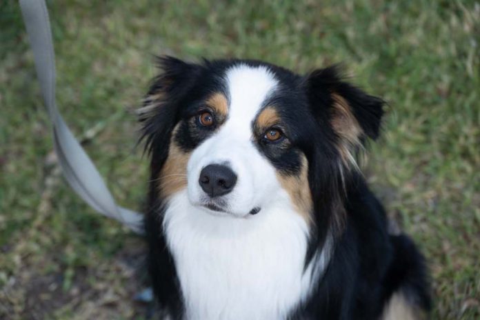 Union City hosts Mutt Strut 2025