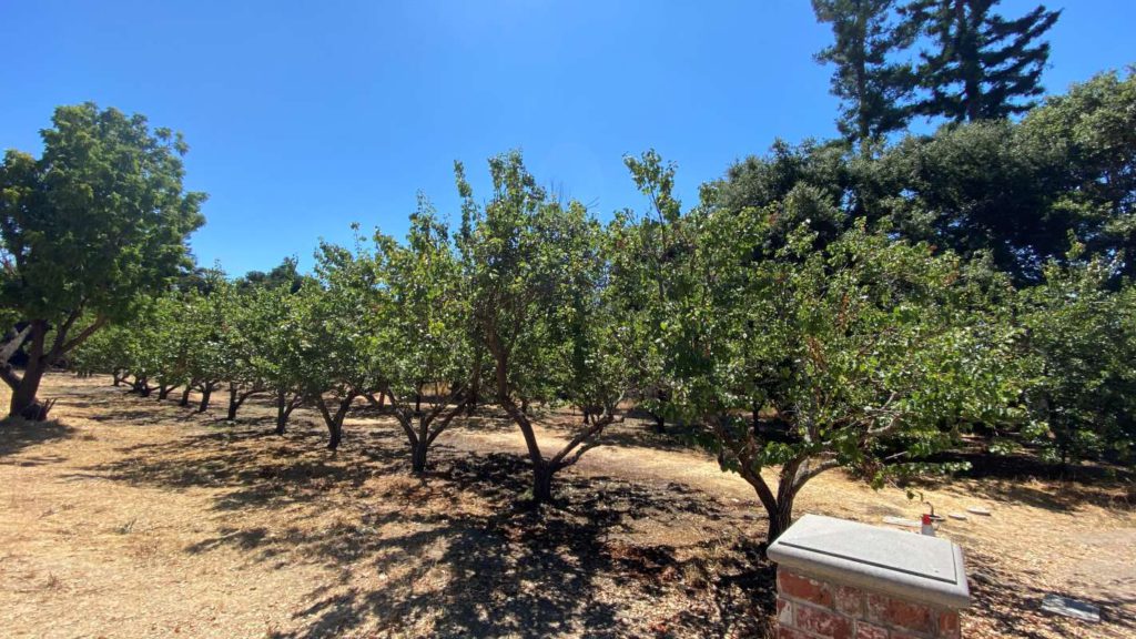 he orchard is a small corner of the park now, but once it was spread through the 463-acre nursery. Stephanie Uchida