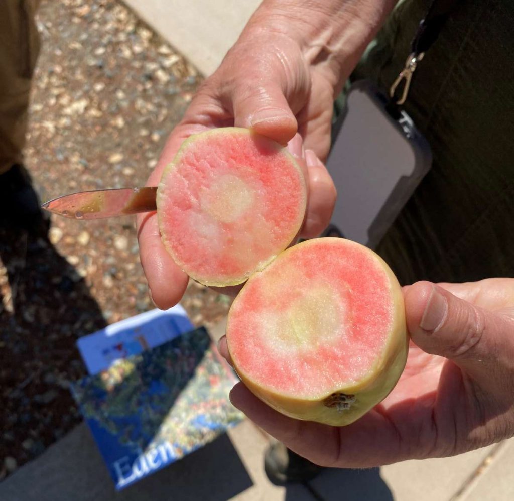 Janet Barton says the Etter Pink Pearl apple tested at California Nursery, ‘Makes great pies, makes pink cider.’ Stephanie Uchida