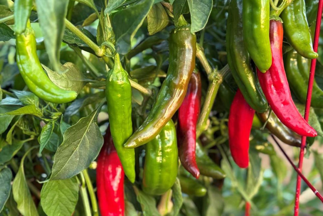 Peppers raise the heat in the garden! | Tri City Voice