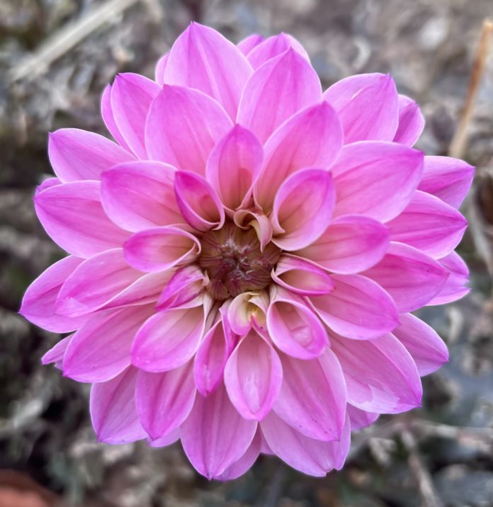 Flowers bloom into jewels for the garden