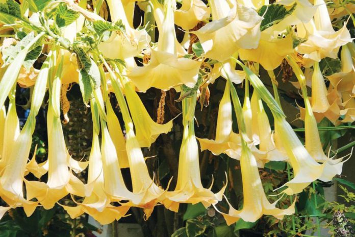 Trumpet flowers sound reveille to birds, bees and butterflies