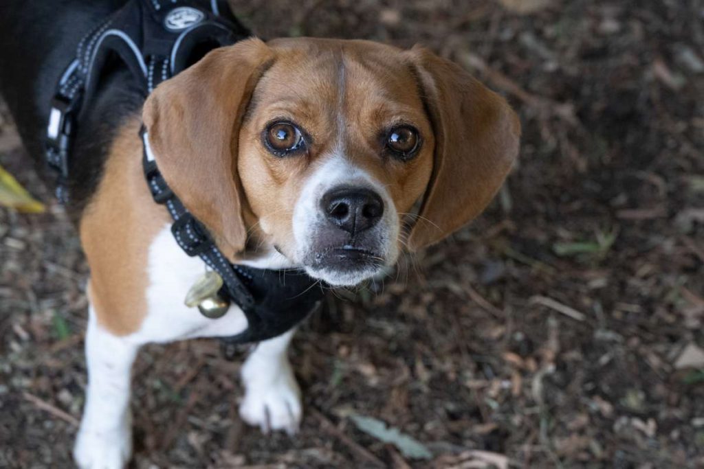 The hills become a playground for pups during the Mutt Strut, where community members came together to raise funds for education.  Courtesy of NHSF