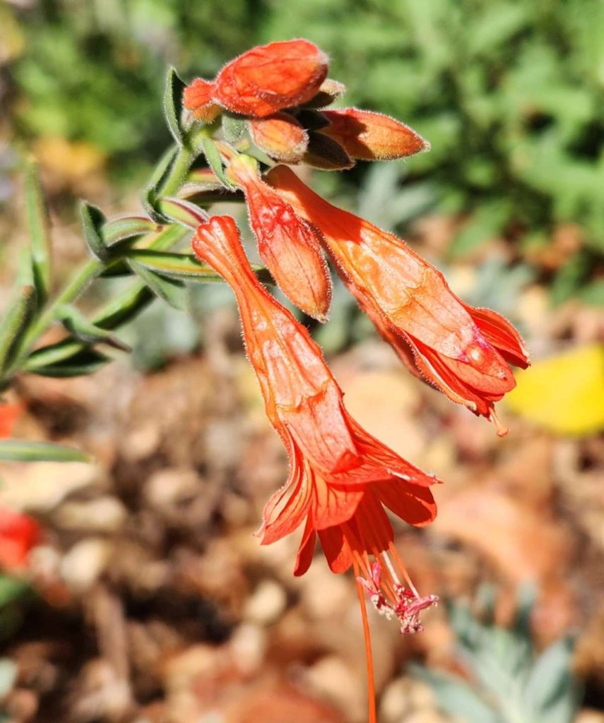 California Fuchsia is native and drought tolerant, with striking orange flowers. Daniel O’Donnell