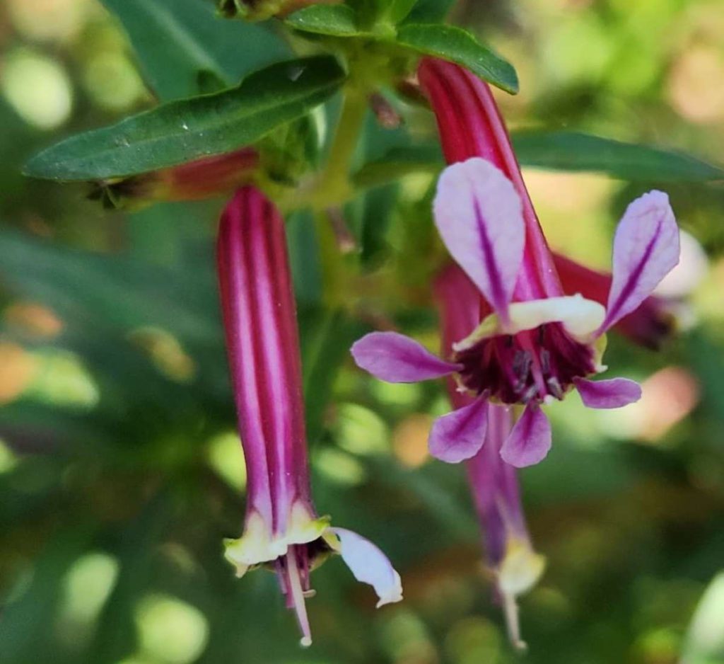 Bees in particular love the tri-color pattern of Cuphea Ignea, or Cigar Plant. Daniel O’Donnell