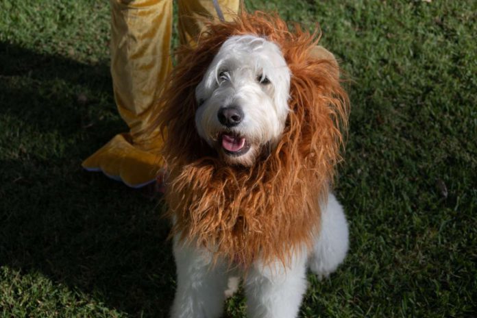 The dog costume contest is a crowd favorite at the Mutt Strut. Courtesy of NHSF