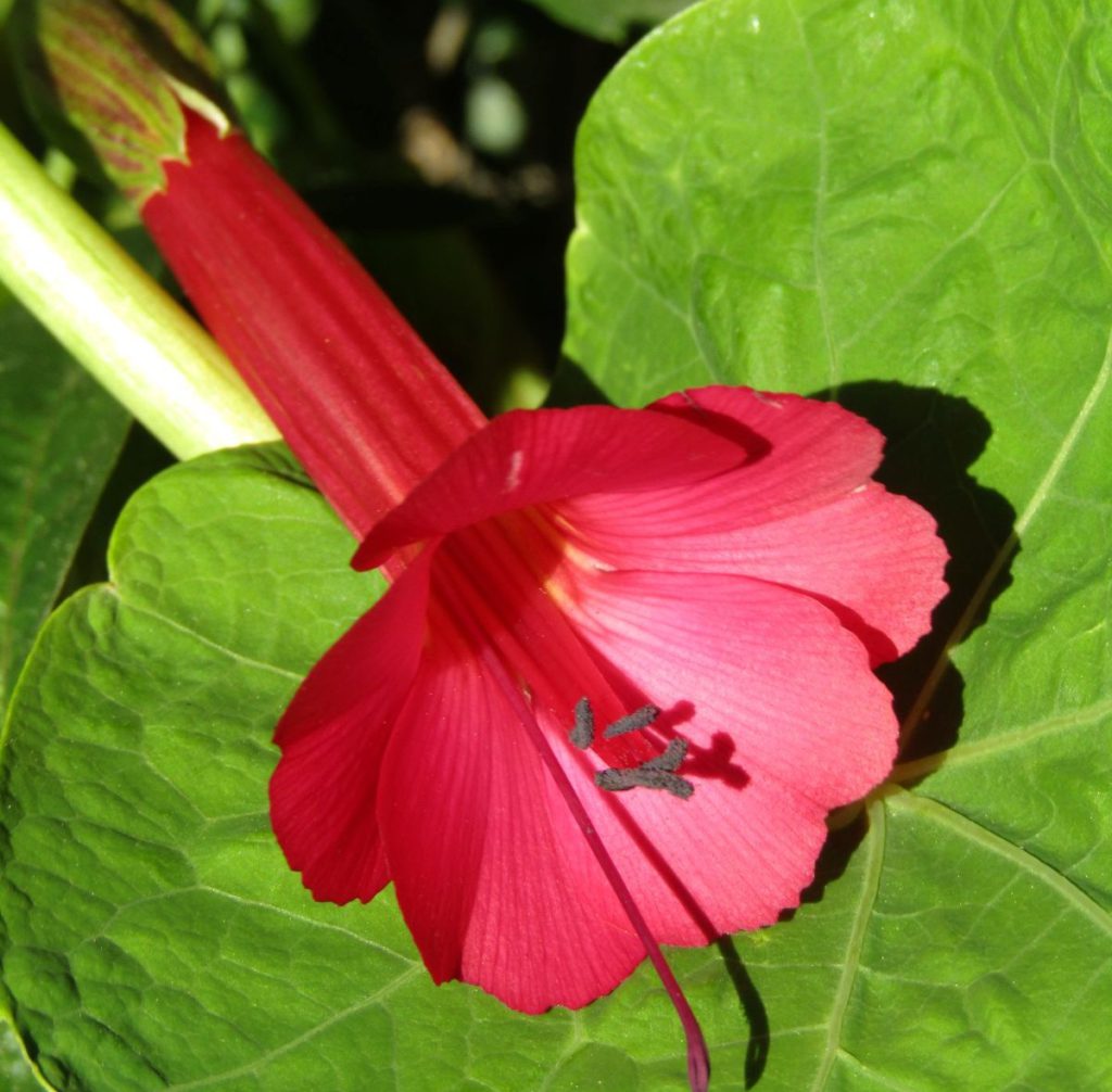 Natural colors for Iochroma, or mini Angel’s Trumpet, include purple, white, yellow, blue and red. Daniel O’Donnell