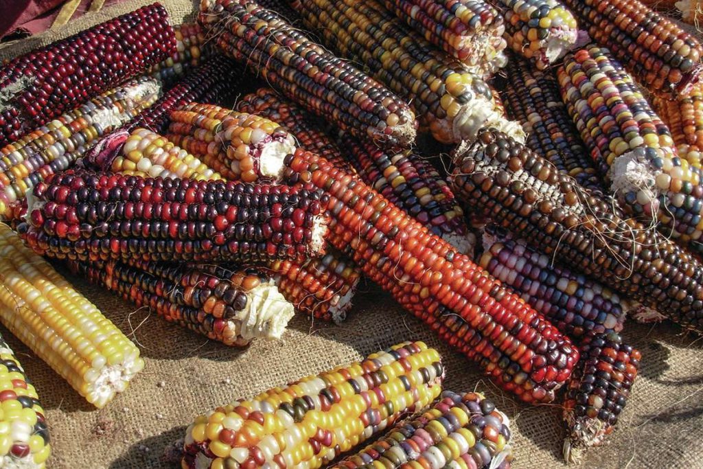 Corn is the theme of Ardenwood’s harvest festival on Oct. 11 and 12. Courtesy of East Bay Regional Park District