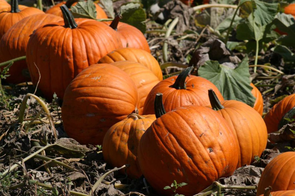Ardenwood’s pumpkin patch is operated by Dig Deep Farms.
Courtesy of East Bay Regional Park District