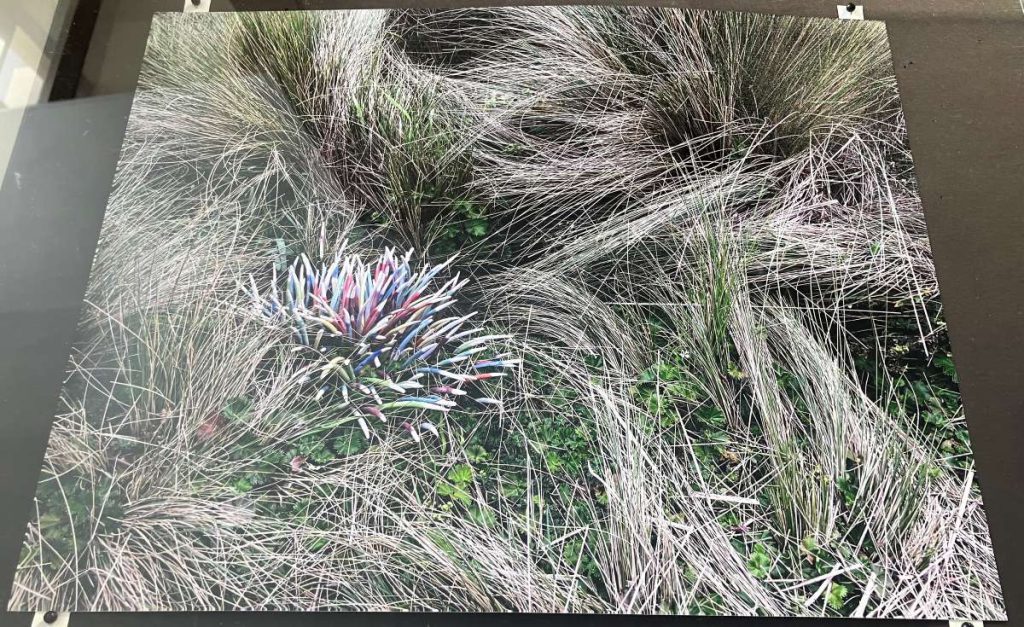 "Tendrils" by Katie Frank